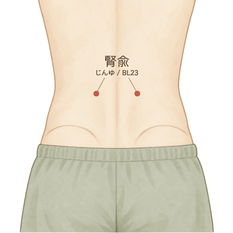 腎兪の位置図