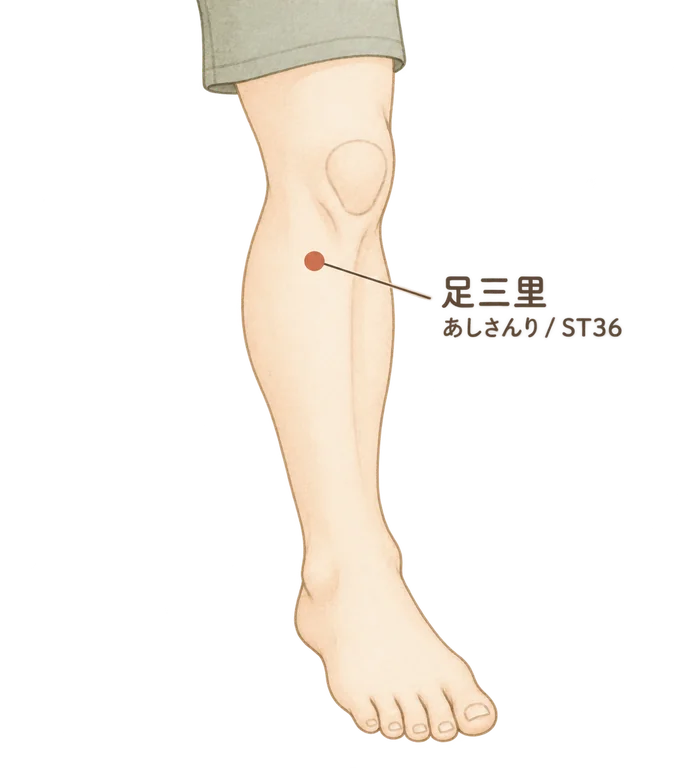 足三里（ST36）の位置イラスト